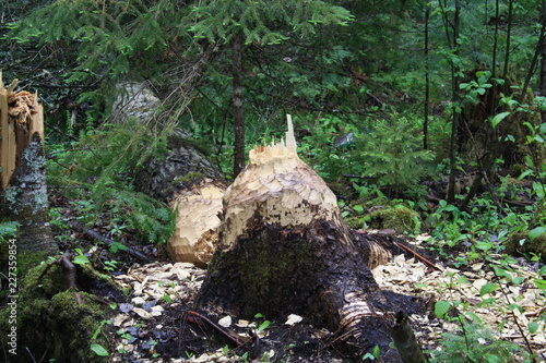 Tree downed by Beaver, Tree, beaver, woods, Minnesota, Vermillion River, wood chips, nature