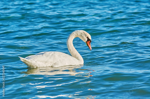 Swan on the Sea