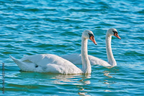 Pair of Swans