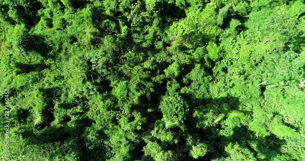 Drone zoom in into the forest. Scene of a rural landscape from above. Drone zoom in into the forest. Scene of a rural landscape from above.