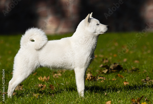 Bild auf Leinwand hokkaido dog on the grass
