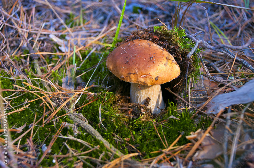 Beautiful white mushroom in the autumns forest. White mushroom in green moss Beautiful white mushroom in the autumns forest. White mushroom in green moss