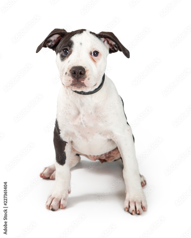 Young Pit Bull Terrier Puppy Sitting
