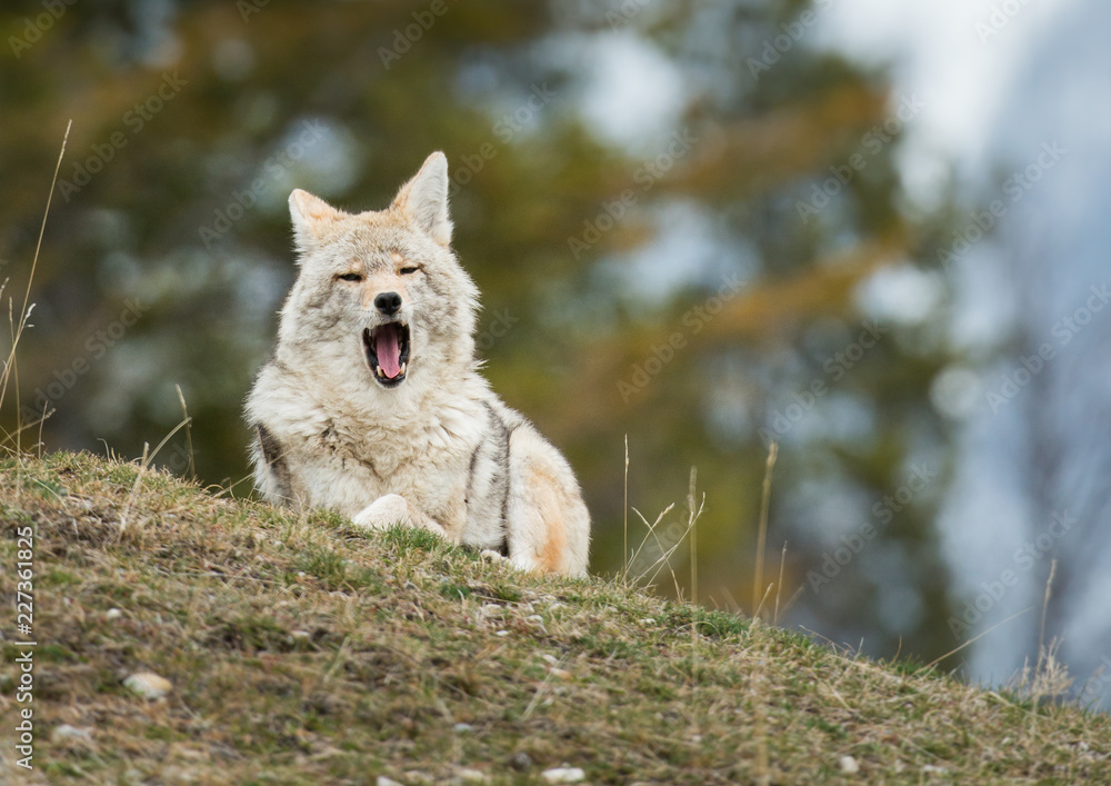 Obraz premium Coyote in the wild