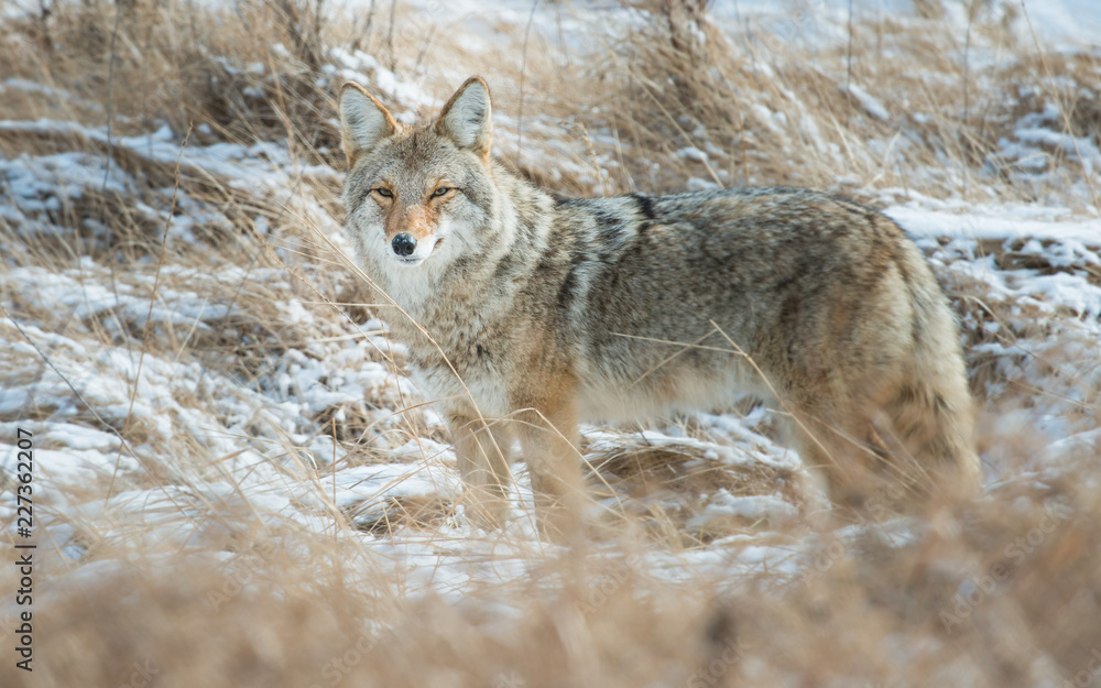 Coyote in the wild Coyote in the wild