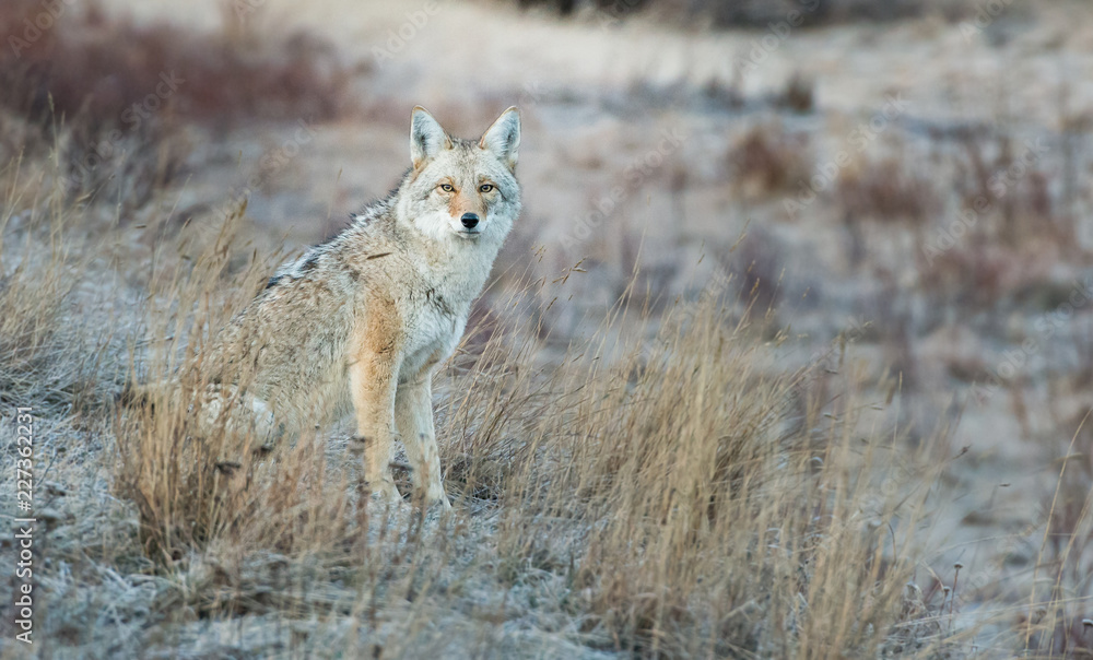 Coyote in the wild