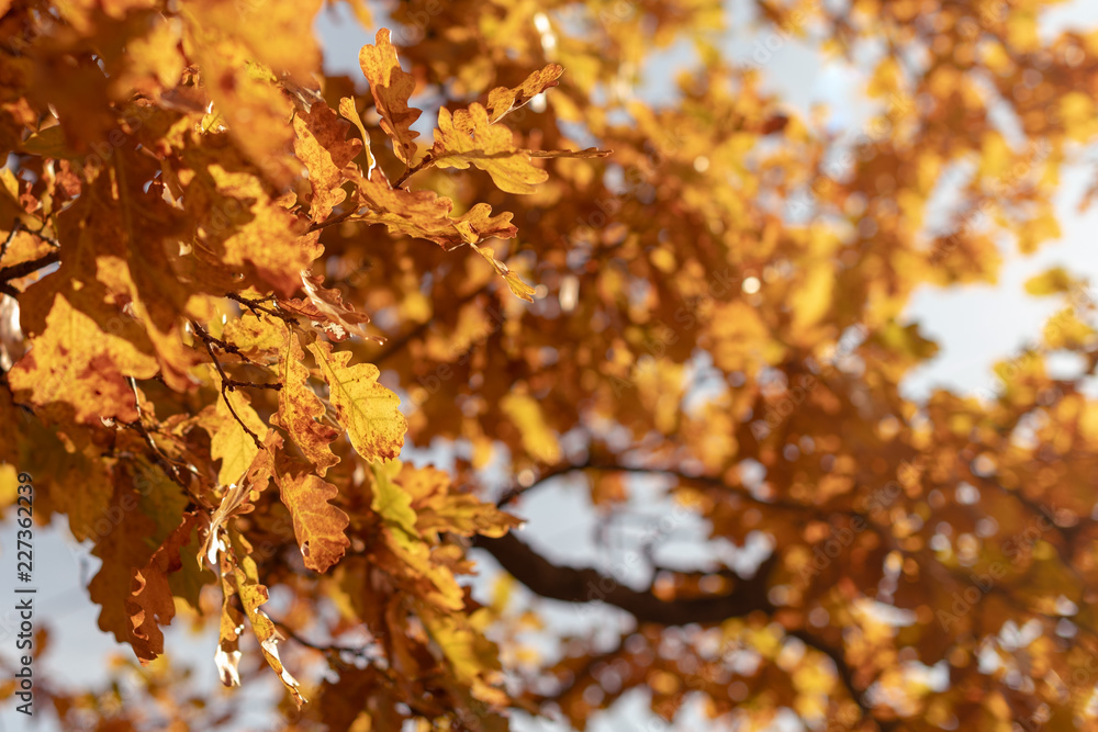 Yellow Oak Leaves on a Branch