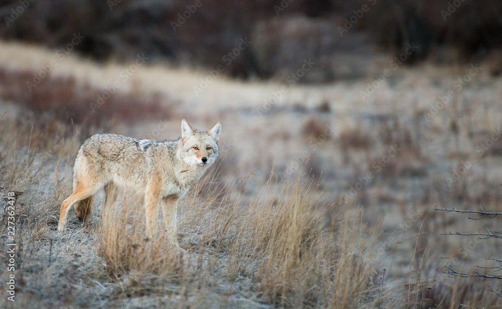 Coyote in the wild Coyote in the wild