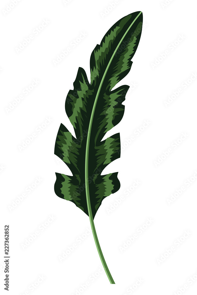 Plant leaf isolated - obrazy, fototapety, plakaty 
