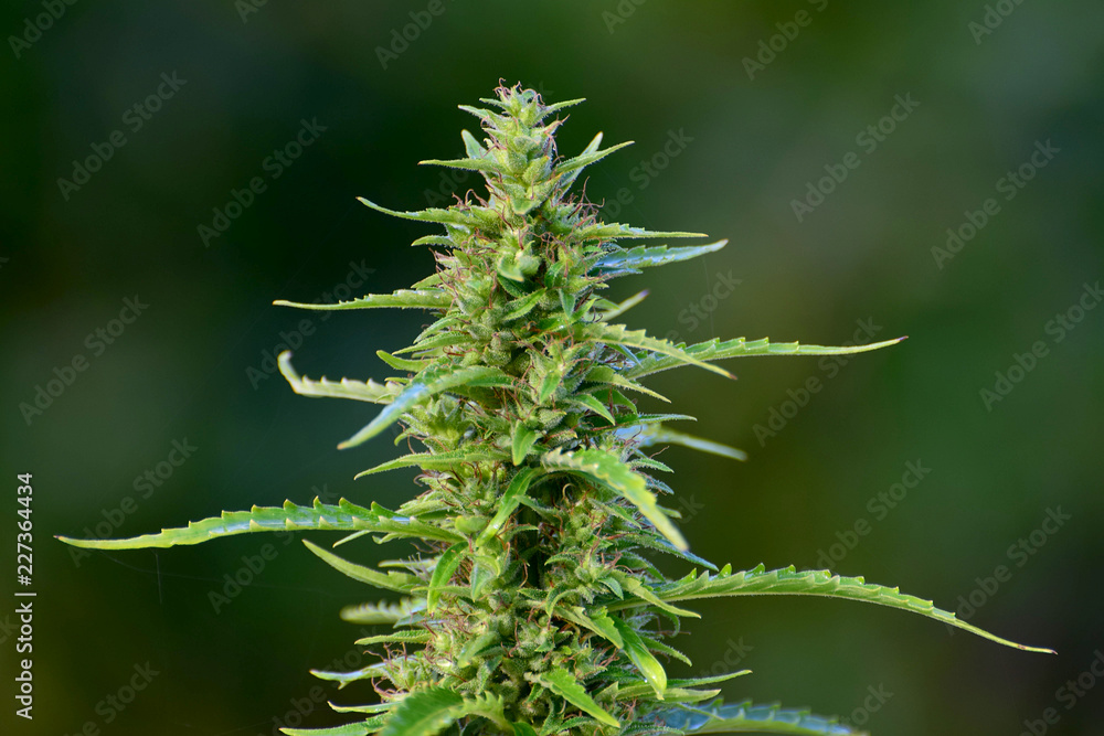 close up of a cannabis plant close up of a cannabis plant