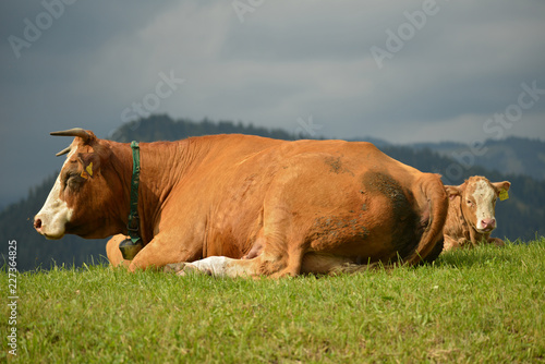 Müde Kühe . Tired Cows © LitterART