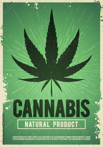 Vector medical cannabis plant, marijuana, weed poster design in grunge style. Natural product of organic hemp. For flyer and banner