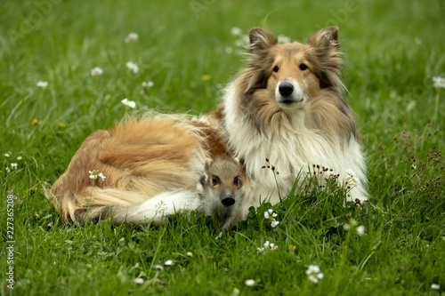 Collie with wild Boar