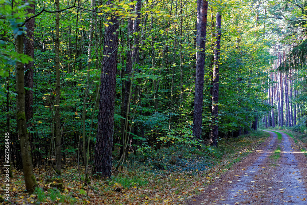 Obraz premium Sunny autumn forest