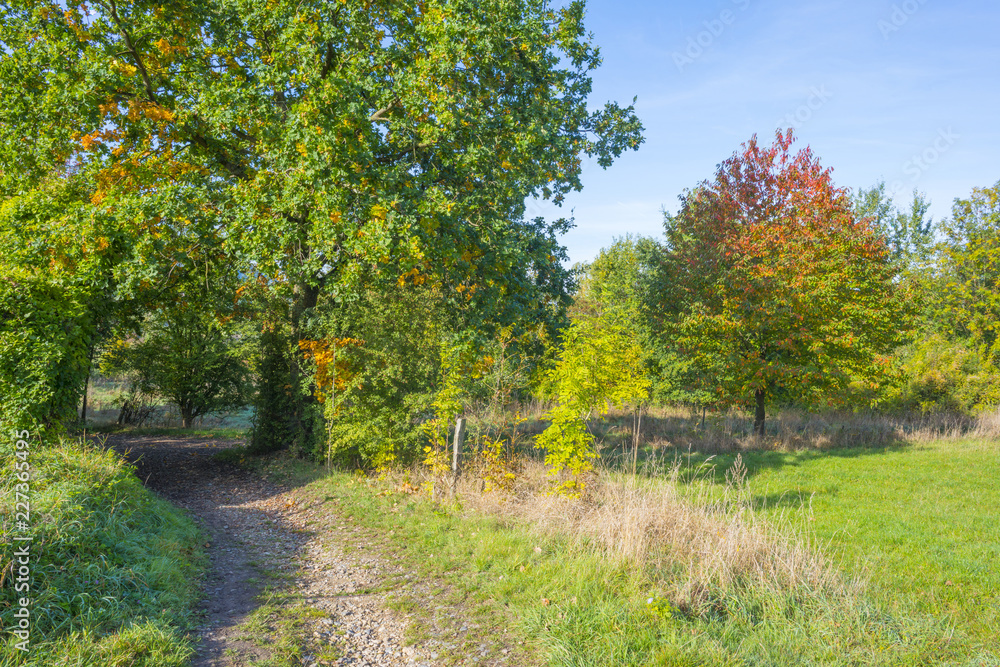 Panorama of trees in a green meadow on a hill in sunlight at fall