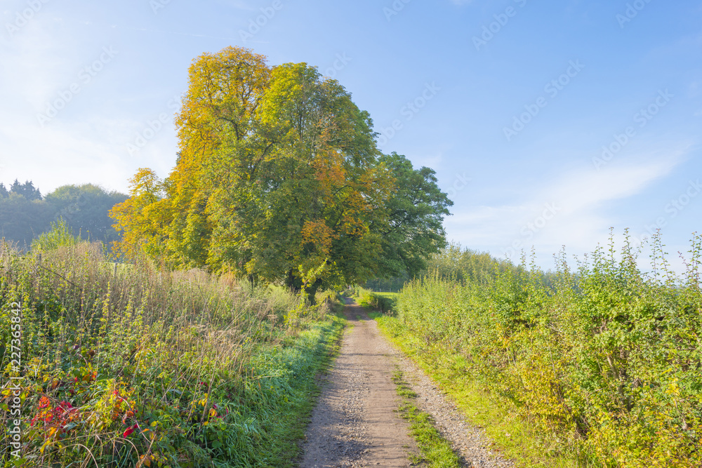 Rural landscape in autumn colors in sunlight at fall