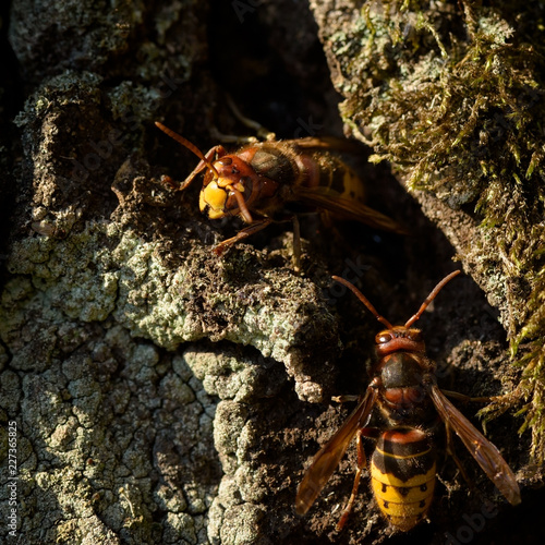 The European hornet - Vespa crabro is the largest eusocial wasp native to Europe