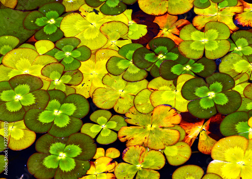 Fototapeta Clover shaped lilypad leaves on pond