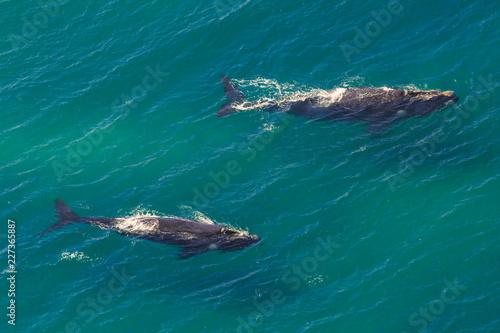 Whales: Mother and Calf off the shore in St Lucia, South Africa one of the top Safari Tour destinations. Aerial view.