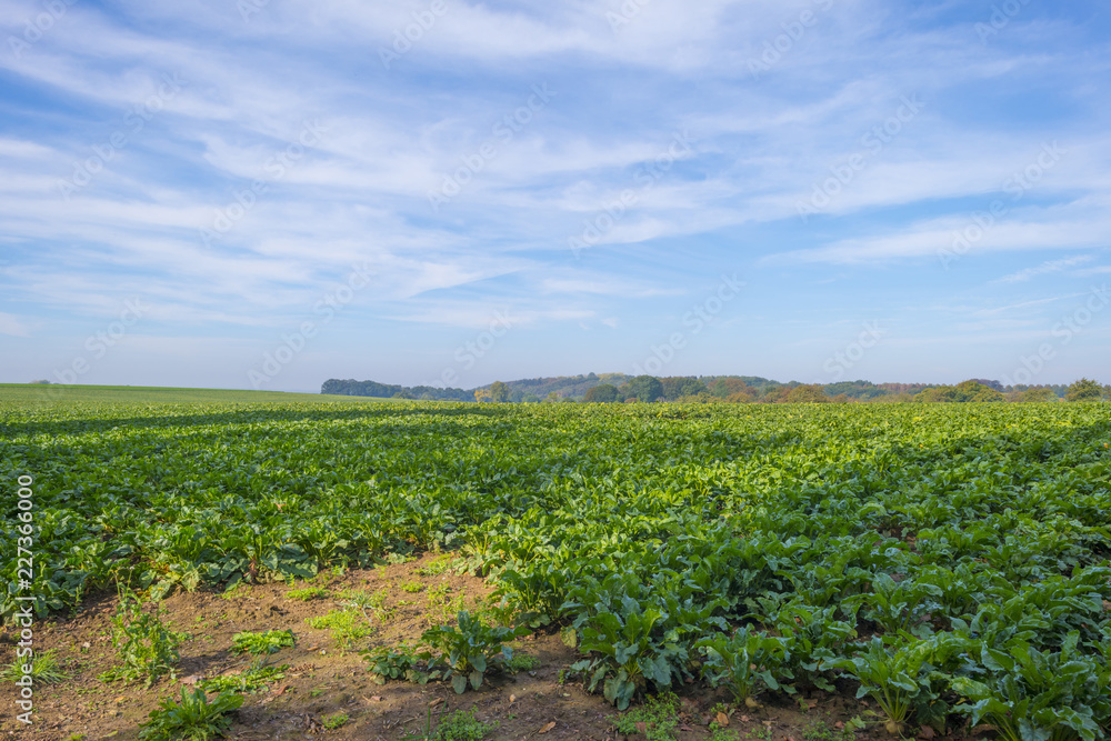 Vegetables growing in a field below a blue sky in sunlight at fall
