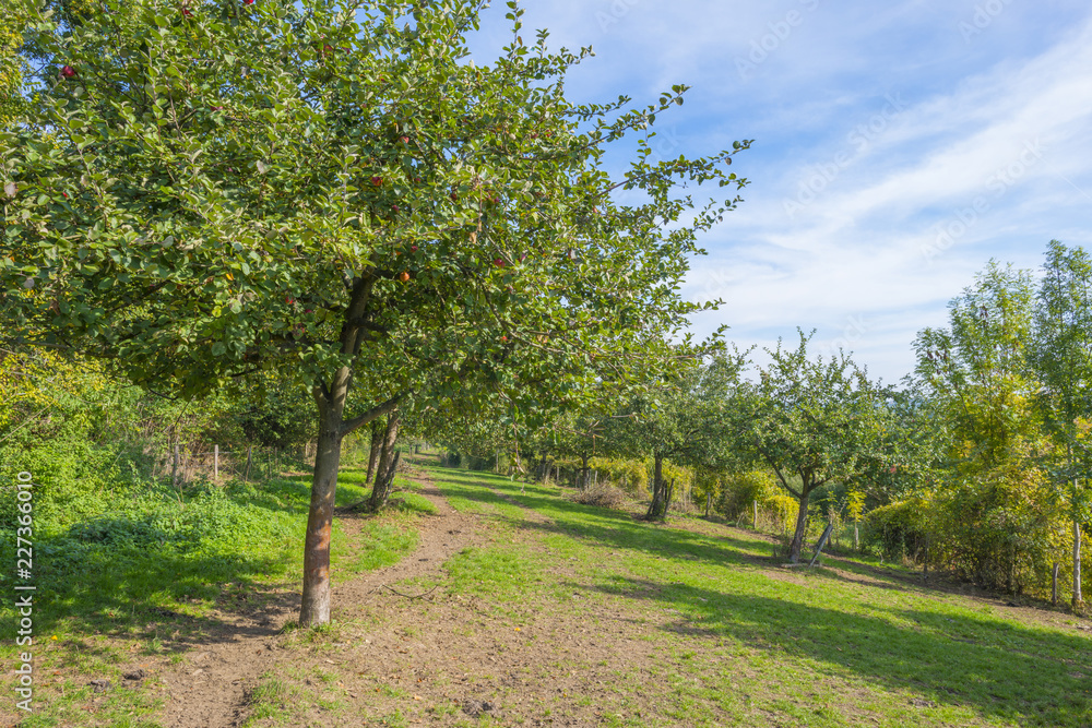 Obraz premium Apple tree with apples in a green field in sunlight at fall