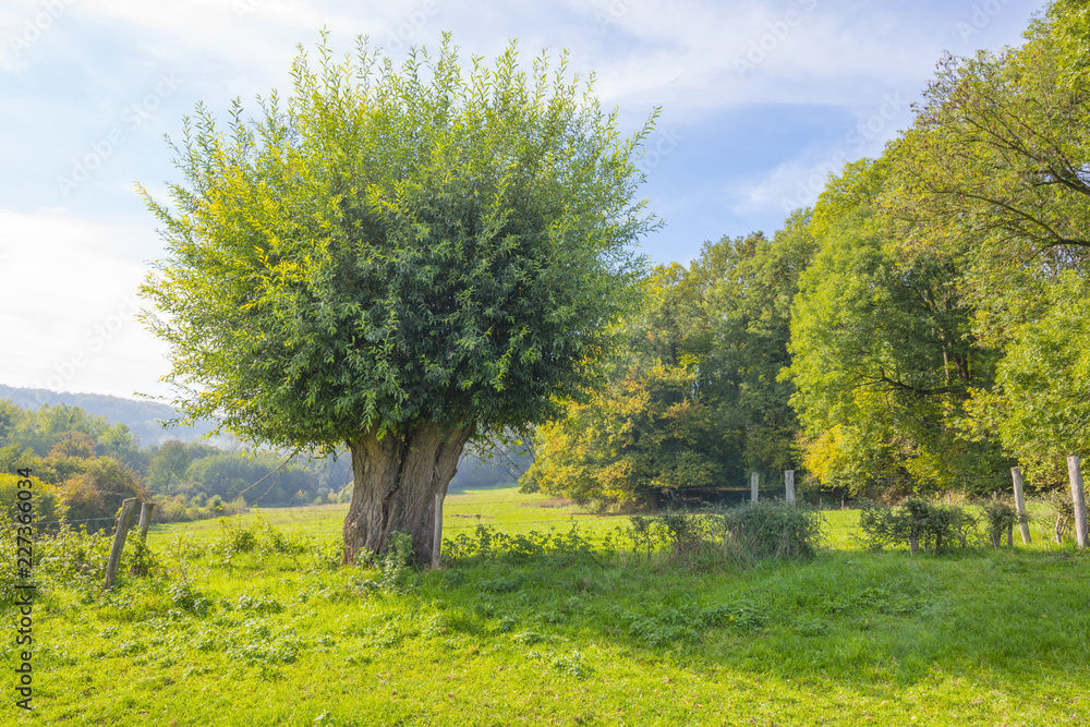 Rural landscape in autumn colors in sunlight at fall Rural landscape in autumn colors in sunlight at fall