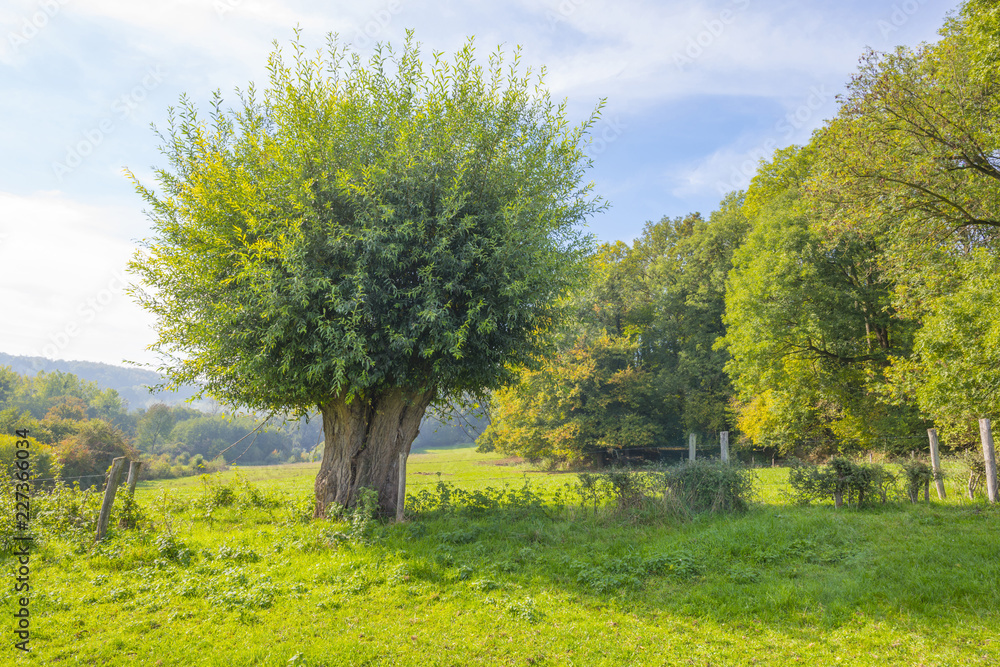 Rural landscape in autumn colors in sunlight at fall