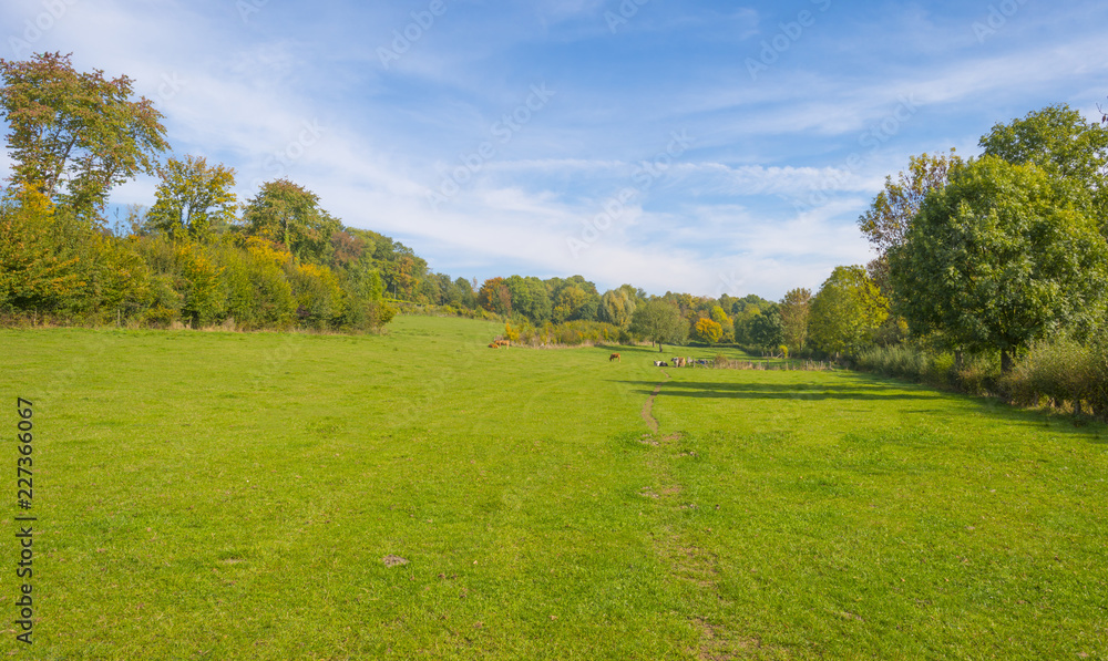 Herd of cows in a green meadow on a hill in sunlight at fall