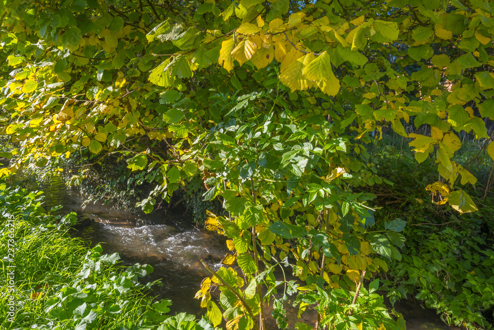 Trees in autumn colors along a stream in a meadow in sunlight at fall Trees in autumn colors along a stream in a meadow in sunlight at fall