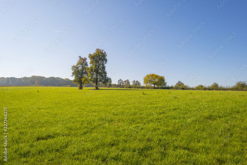 Obraz premium Rural landscape in autumn colors in sunlight at fall