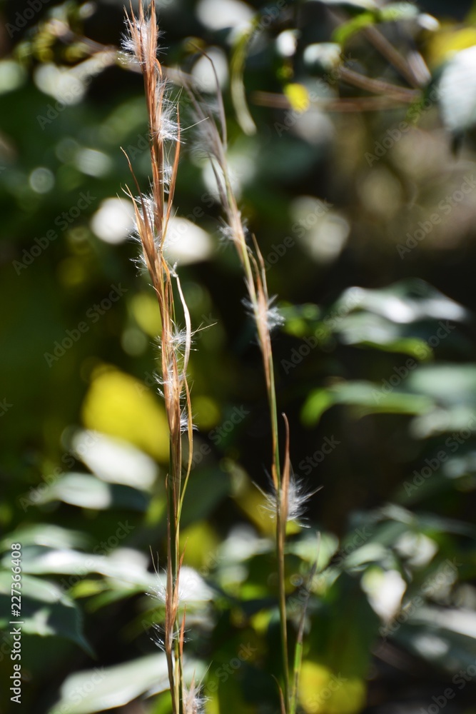Andropogon virginicus (Bloom sedge bluestem) Andropogon virginicus (Bloom sedge bluestem)