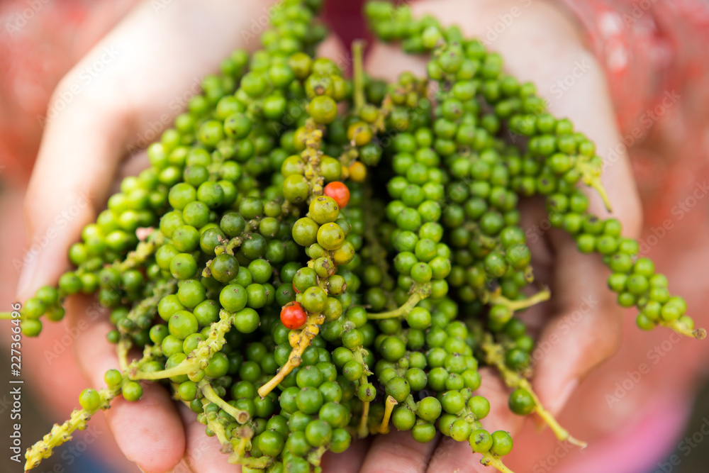 Hand holding some freshly picked peppercorns. Hand holding some freshly picked peppercorns.