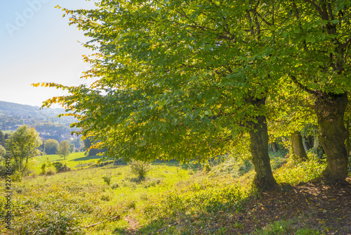 Fototapeta Naklejka Na Ścianę i Meble -  Rural landscape in autumn colors in sunlight at fall