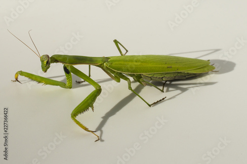 Wallpaper Mural A female mantis. Predatory insect. The fauna inhabiting the European zone. Torontodigital.ca