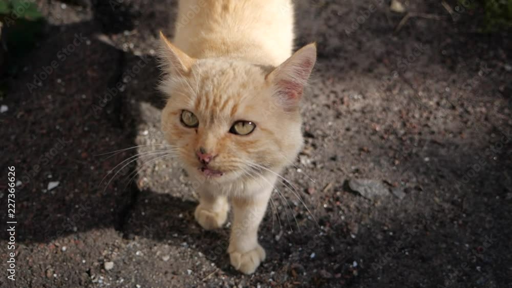 red cat looks at camera