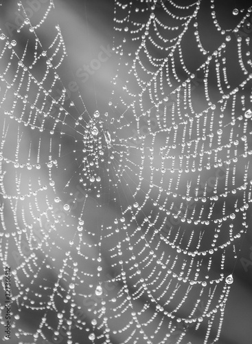 Spider web with water droplets