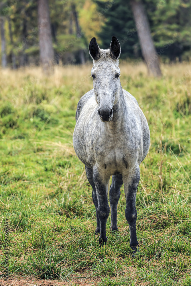 Obraz premium White colored horse stands in field.