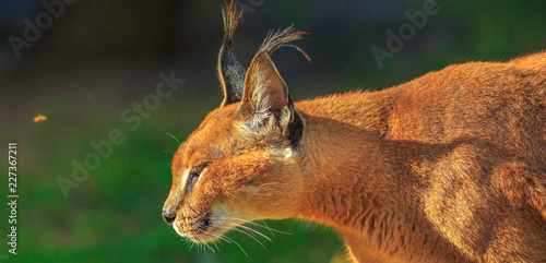 Closeup of Caracal, African lynx. Desert cat in green grass vegetation. Wild cat in nature habitat, South Africa. Adult Caracal Caracal walking outdoor. Felis caracal in blurred background.Copy space. photo