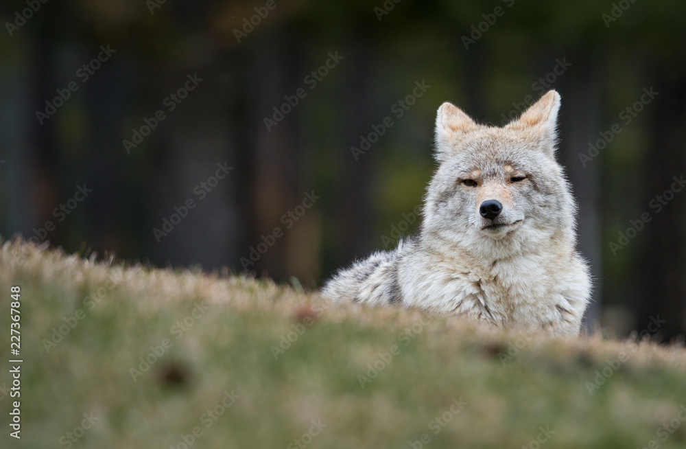 Fototapeta premium Coyote in the wild