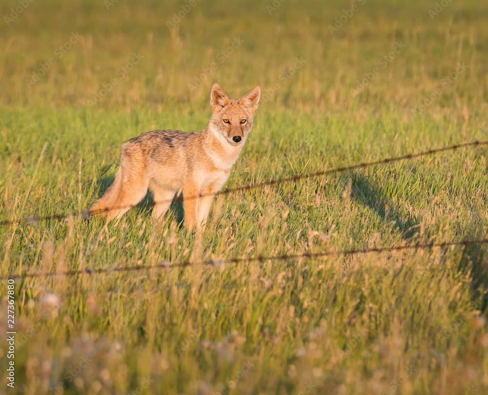 Fototapeta premium Coyote in the wild