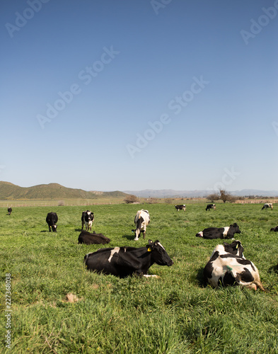 Resting milk cows for the production of cheese.