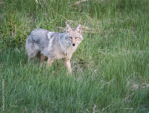 Coyote in the wild