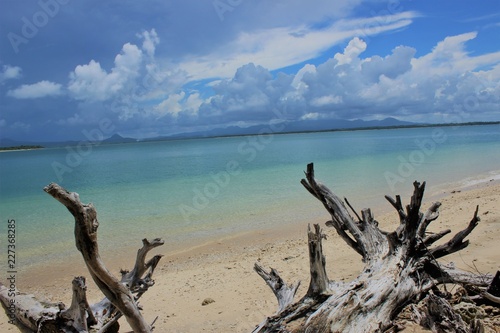 dead tree on the beach