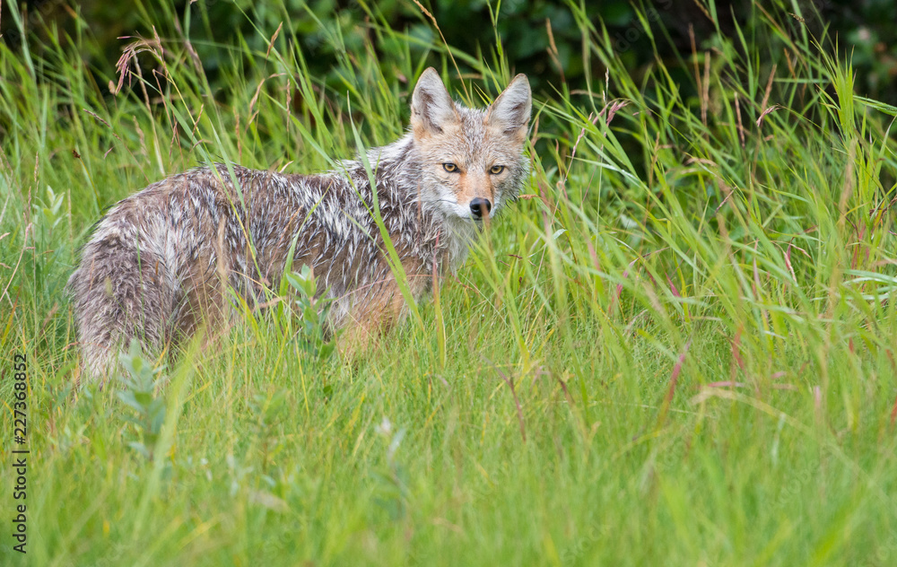 Coyote in the wild Coyote in the wild