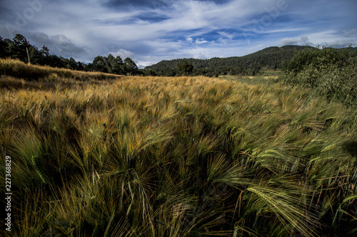 wheat field