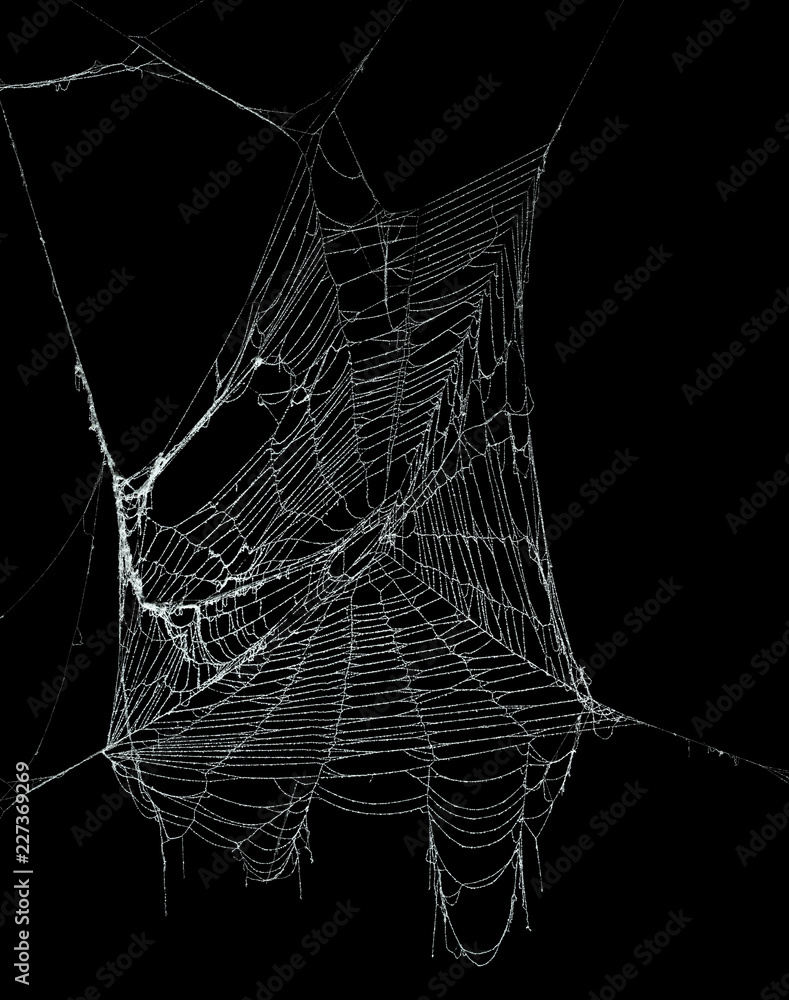 Fototapeta premium Real frost covered spider web isolated on black