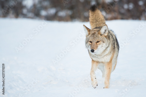 Coyotes in winter © Jillian