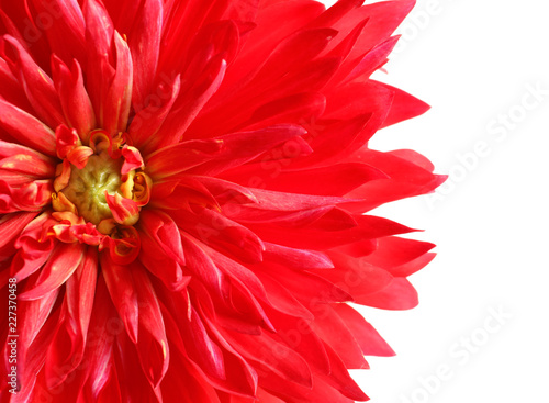 Fototapeta Naklejka Na Ścianę i Meble -  Beautiful red dahlia flower on white background, closeup