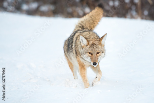 Coyotes in winter