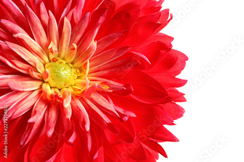 Fototapeta Naklejka Na Ścianę i Meble -  Beautiful red dahlia flower on white background, closeup